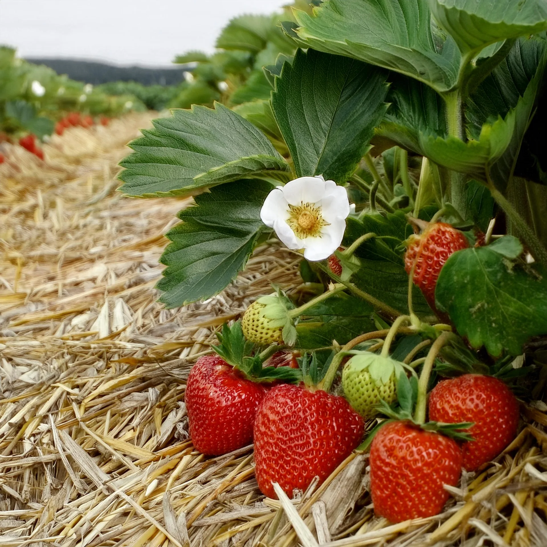 Erdbeerpflanze