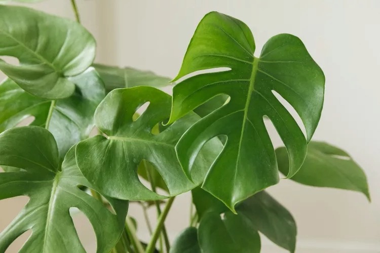 Monstera Deliciosa